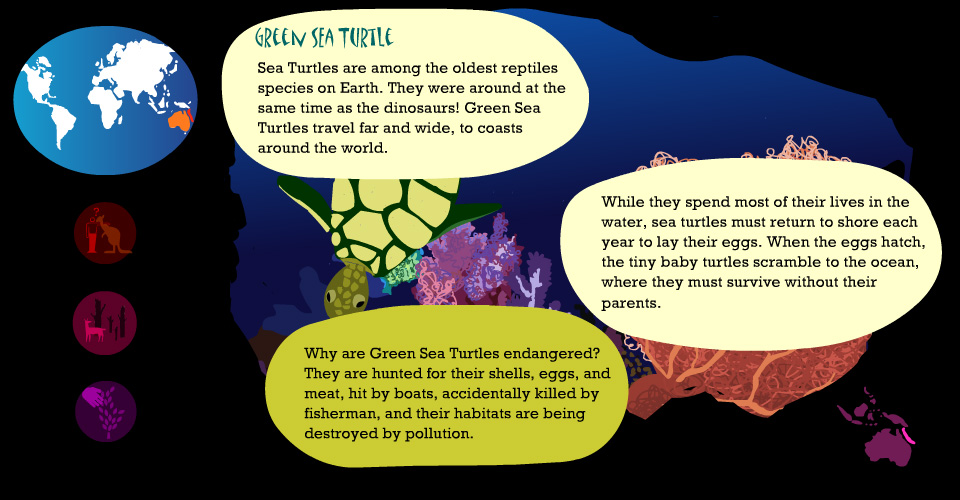 sea turtles