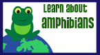 learn about amphibians