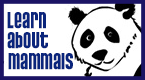 learn about mammals